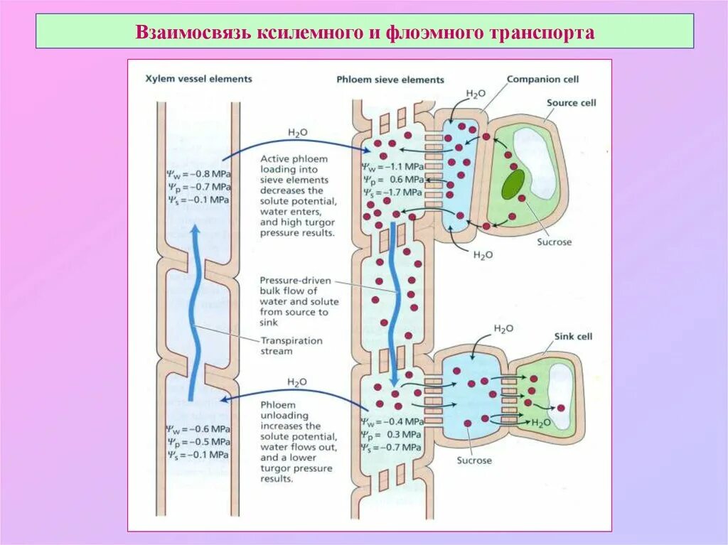 Механизмы флоэмного транспорта в растениях. Транспорт воды по ксилеме. Флоэмный транспорт веществ в растениях. Транспорт веществ механизм транспорта веществ растений. Флоэма транспорт