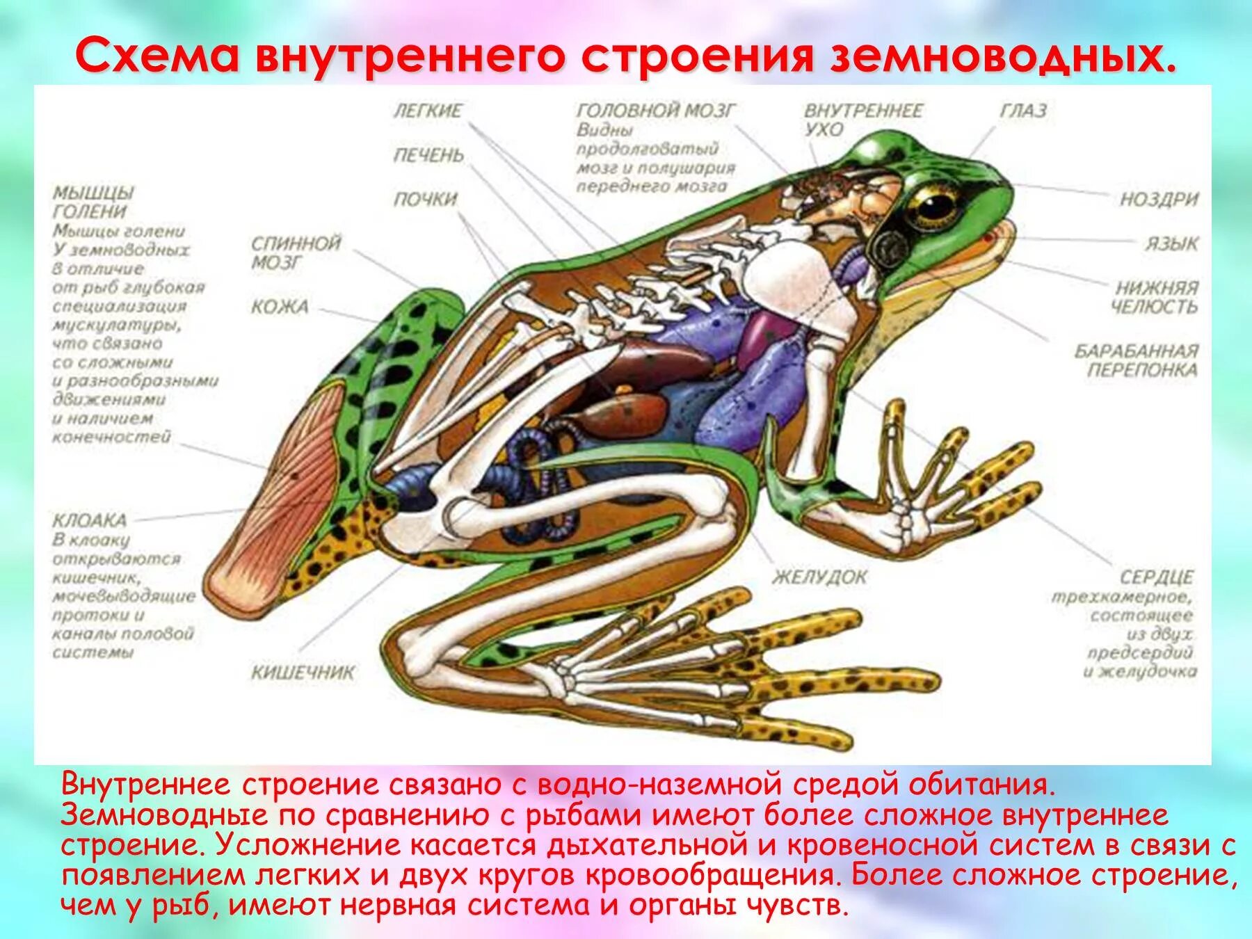 Земноводных корень. Строение земноводных 8 класс биология. Строение земноводные 7 класс биология. Внешнее строение земноводных 7 класс биология лягушка. Класс земноводные лягушка внешнее строение.