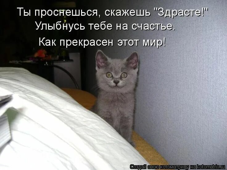 Кота нет неделю