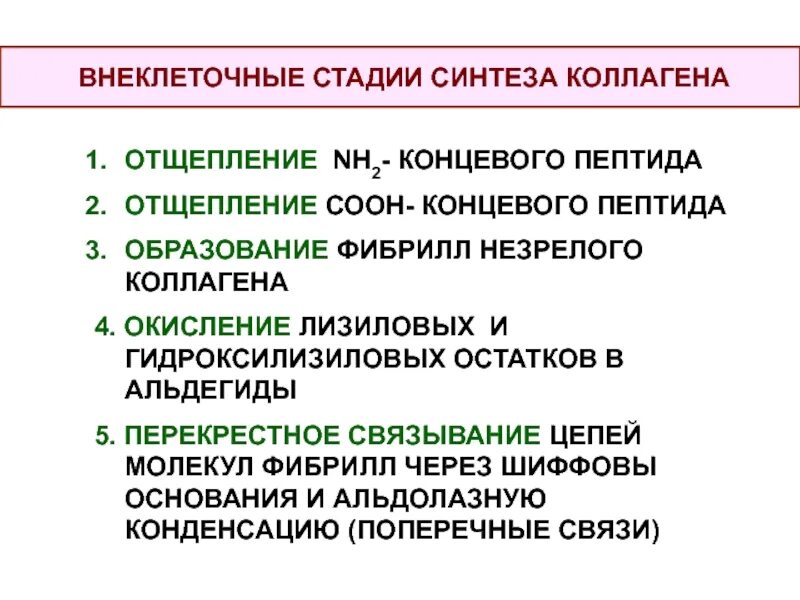 Этапы синтеза коллагена. Этапы синтеза коллагена. Схема внутриклеточного этапа синтеза коллагена. Синтез коллагена схема. Этапы синтеза коллагена.