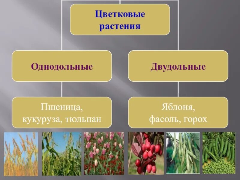 Представители однодольных и двудольных растений. Классификация растений Однодольные растения. Однодольные 2) двудольные. Представители покрытосеменных однодольных растений.