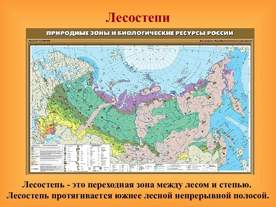 Какие богатства лесной зоны. Карта широколиственных лесов России. Смешанные леса географическое положение в России карта. Карта природных зон России смешанные и широколиственные леса. Зона широколиственных лесов на карте России.