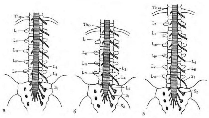 Корешки поясницы. Th2 th5 позвонка. Схема Корешков поясничного отдела. S1 s2 позвонки. L1 l2 позвонки.