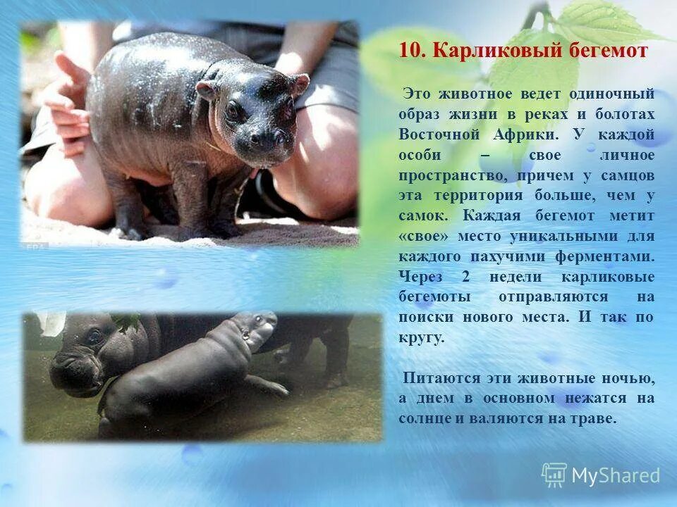 Карликовый бегемот обитает. Мадагаскарский карликовый бегемот. карликовый бегемот систематика. мадагаскарский карликовый бегемот вымершие. презентация на тему бегемот.
