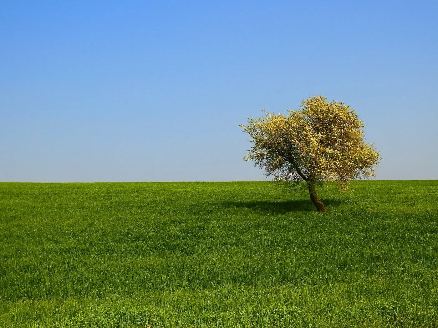 Дерево в поле. Поле с кустами. Деревья вдали. Одинокое дерево в поле. Fields field html