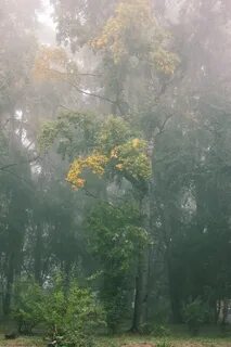 Погода в сыктывкаре в ноябре