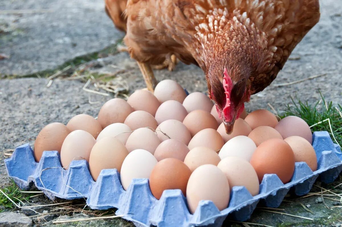 Кура несущая крупные яйца. Курица с яйцами. Яйцо куриное. Курочка с яйцами. Яйца кур.