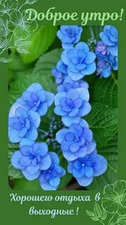 Blue plant