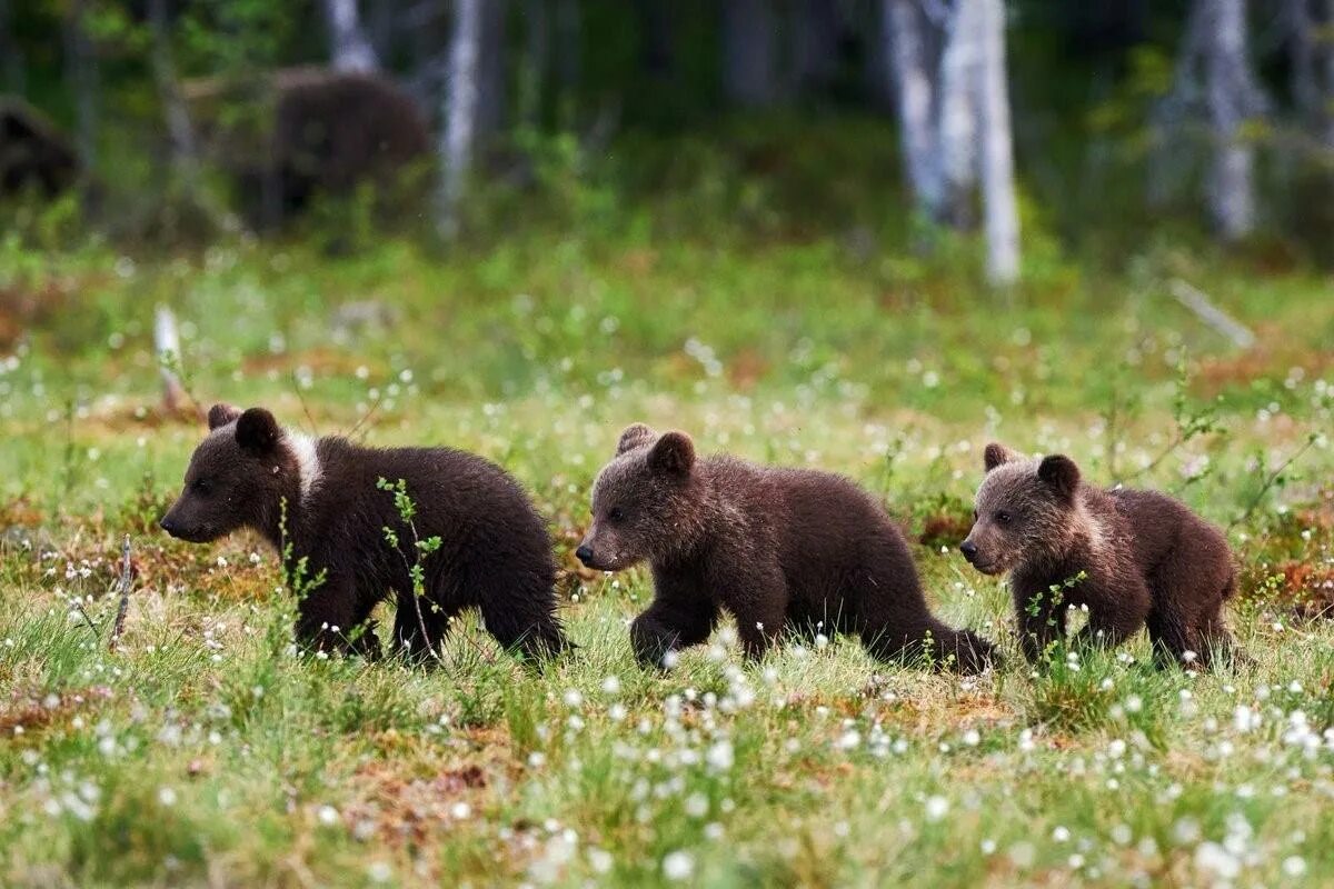 Медведи 06. Медведь Пестун. Медведица с медвежатами. Медвежонок Пестун. Медведица с маленькими медвежатами.