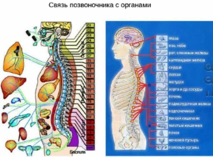 Связь органов человека. Позвоночник иннервация органов таблица. Связь позвоночника с органами. Связь позвоночника с внутренними органами. Позвоночник и внутренние органы взаимосвязь.