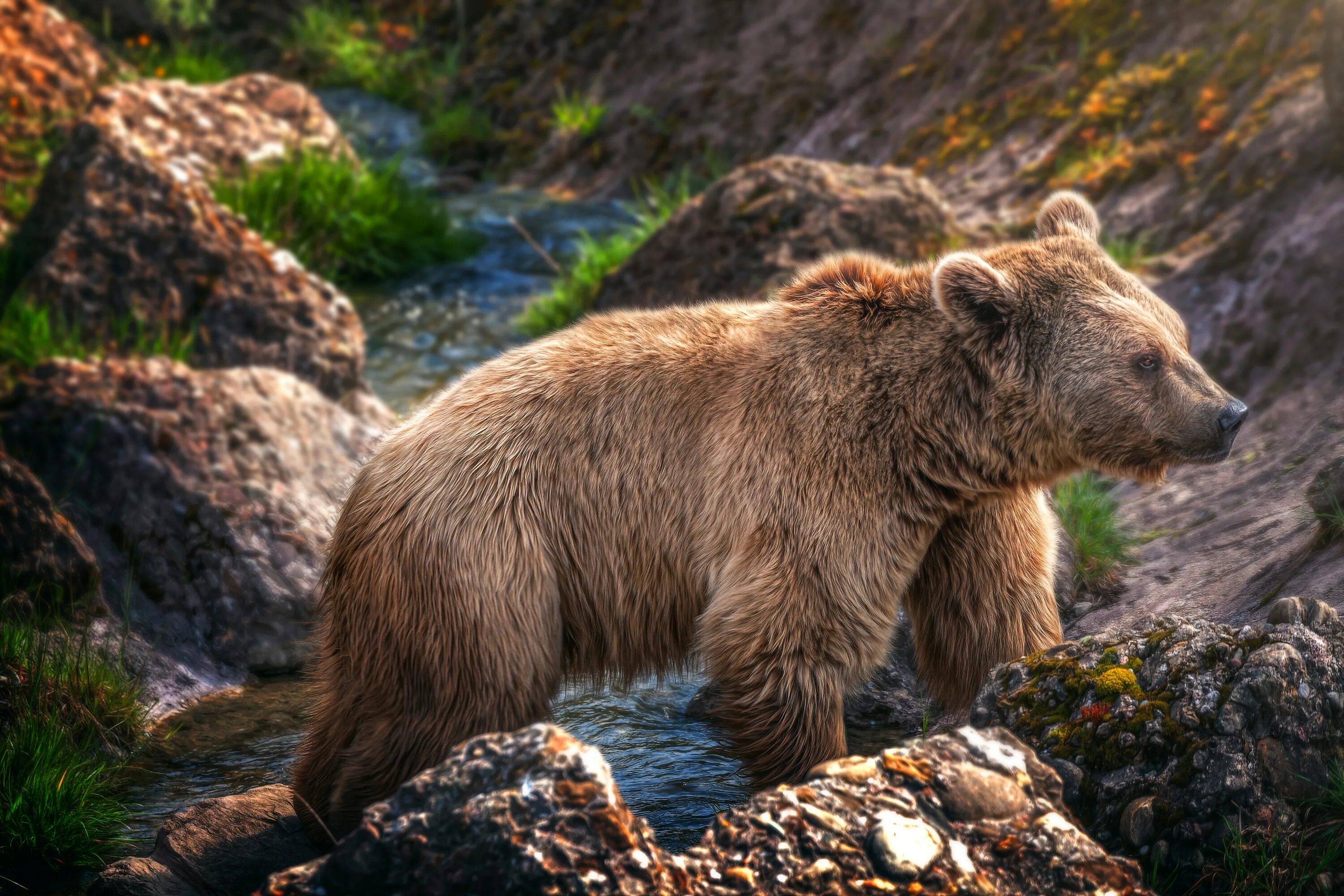 Тянь-шаньский бурый медведь. Апеннинский бурый медведь. Ursus arctos Piscator. Сибирский бурый медведь. Co ours