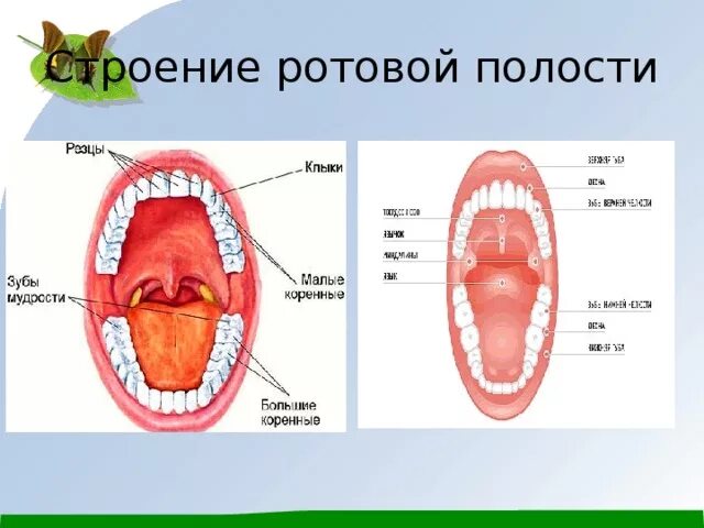 Полость рта что входит. Строение ротовой полости. Строение рта и ротовой полости.