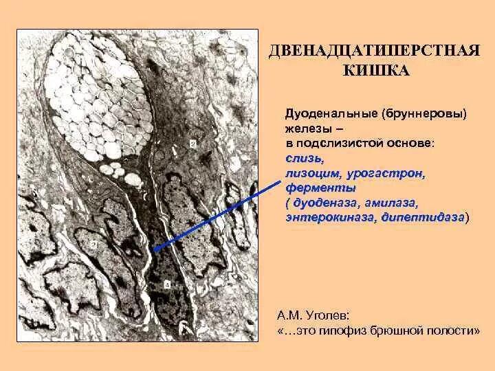 Слизистые клетки секрет. Дуоденальные железы гистология функции. Бруннеровы железы гистология. Дуоденальные железы строение. Бруннерова железа в 12 перстной.