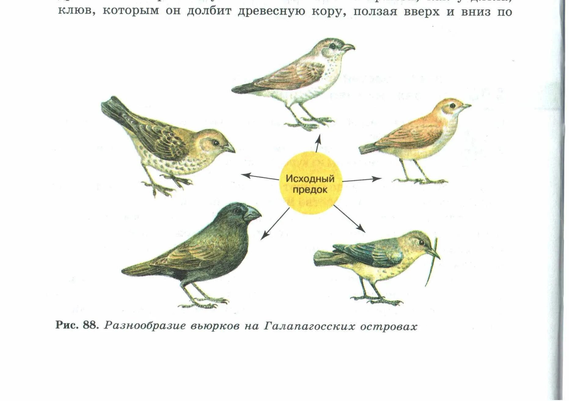 Разнообразие галапагосских вьюрков. Дарвин вьюрки Галапагосские острова. Клювы Вьюрков Дарвина. Галапагосские вьюрки дивергенция.