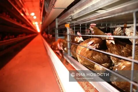 Птицефабрика цех