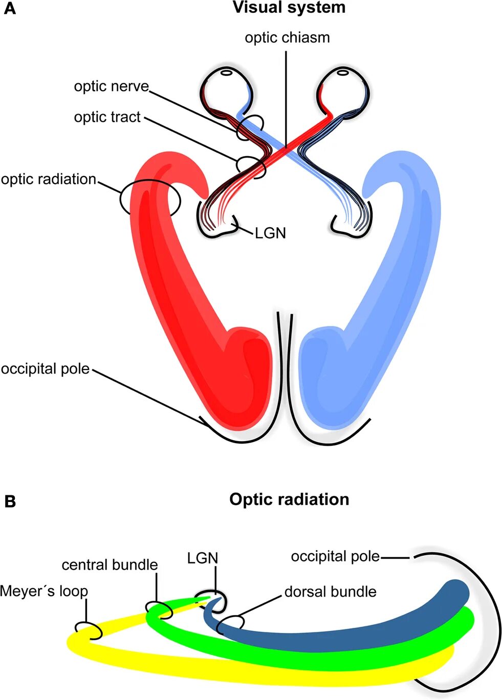 Dz system презентация. Visual system. Зрительная сенсорная система анатомия. Lateral geniculate nucleus. Зрительная область коры.