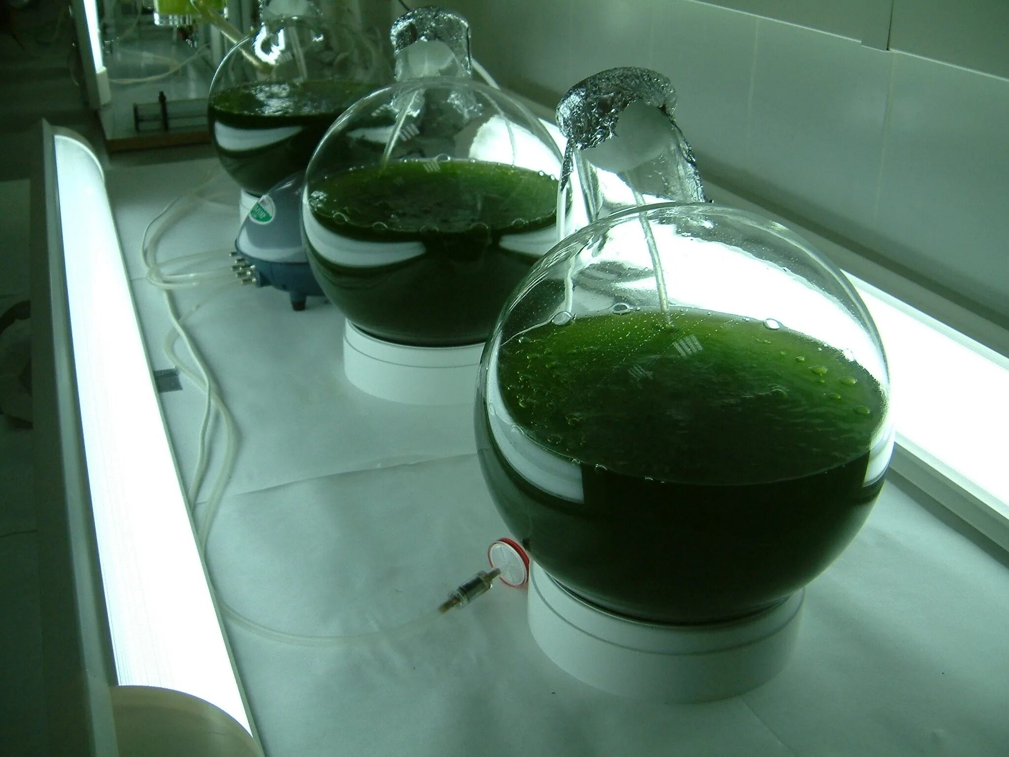 Производство водорослей