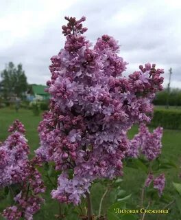 Сирень серебряные звезды