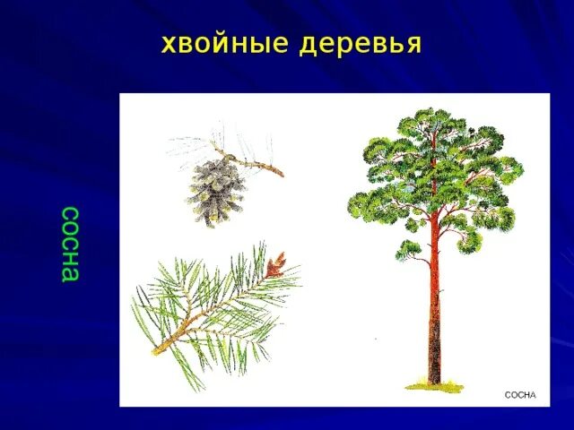 Хвойные деревья окружающий мир 2