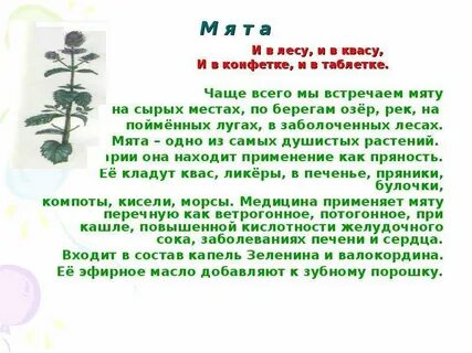 Мята описание растения