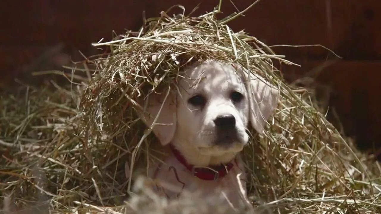 Lost puppy. Щенок бейли. Белли потерянный щенок. Приключения бейли потерянный щенок. Потерянный щенок.