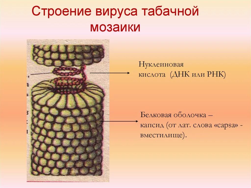 Мозаичное строение. Вирус табачной мозаики капсид. вирус втм строение. вирус табачной мозаики строение. строение табачного вируса табачной мозаики.