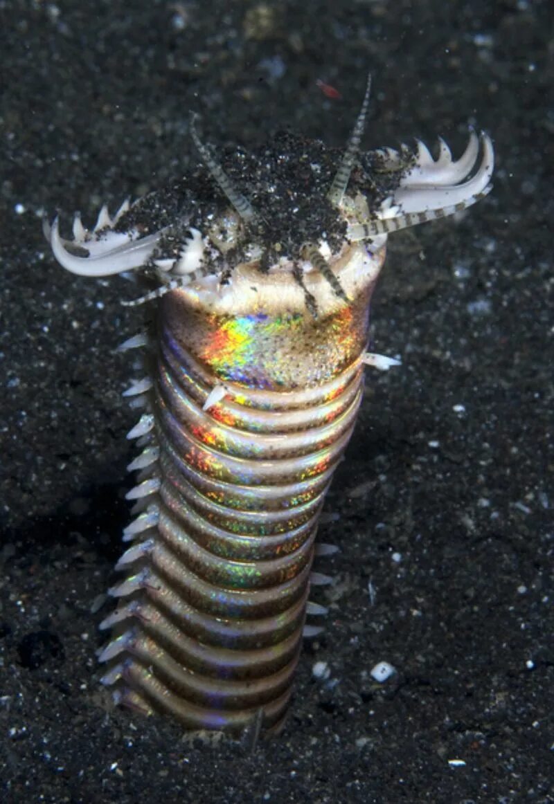 Морской червь размер