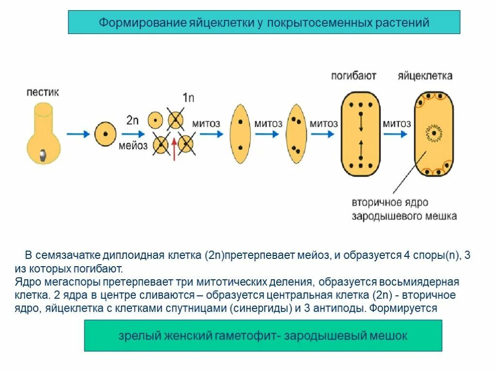 Образование женского гаметофита. Схема развитие зародышевого мешка и яйцеклетки у покрытосеменных. Формирование яйцеклетки у покрытосеменных растений. Формирование яйцеклетки у покрытосеменных растений схема. Схема формирования яйцеклетки у растений.