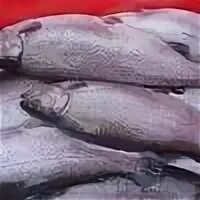 Производитель форели карелия