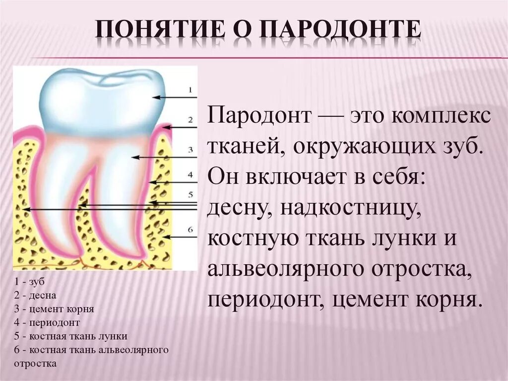 Анатомия строение зуба периодонт. Ткани зуба периодонт строение. Пародонт и периодонт анатомия. Строение периодонта и пародонта зуба.