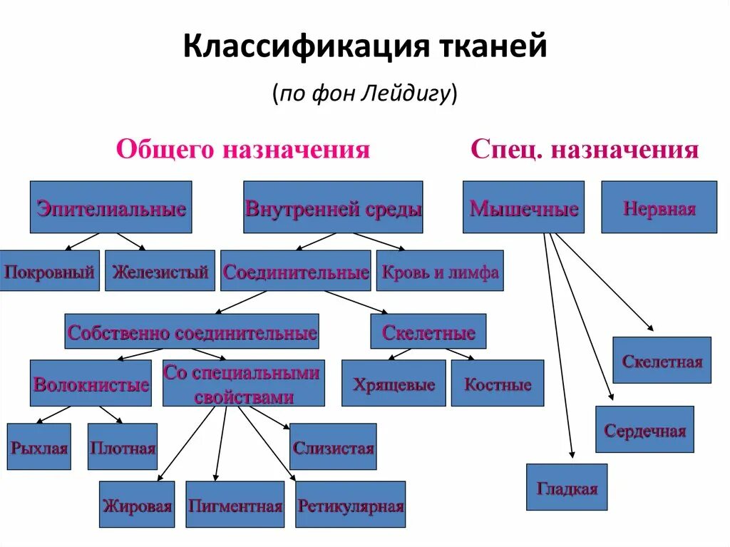 Дайте понятие ткани. Классификация соединительной ткани схема. Классификация тканей гистология. Классификация тканей человека гистология. Принципы классификации тканей. Классификация тканей..