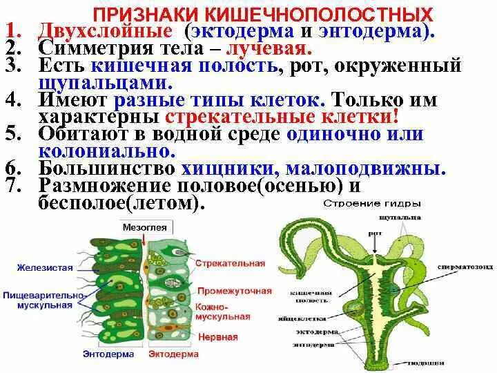 Какие признаки характерны для кишечнополостных отсутствие дифференциации