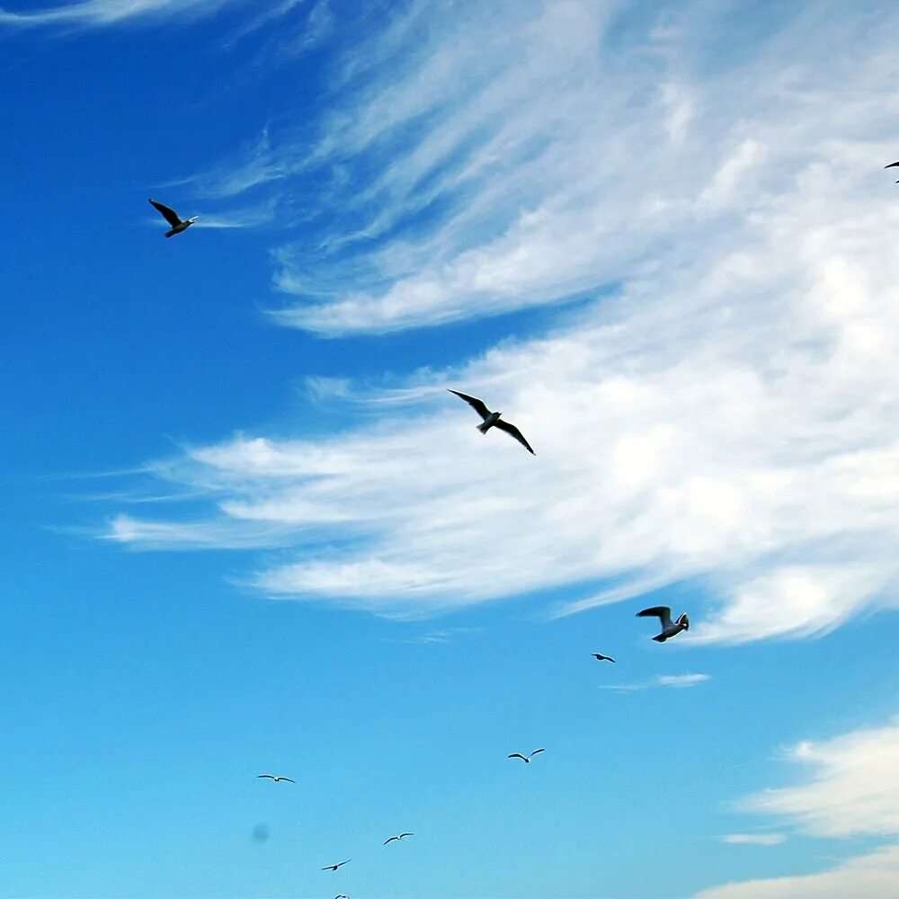 Птицы в небе. Птицы улетают. Ласточки в небе. Птицы на фоне неба.