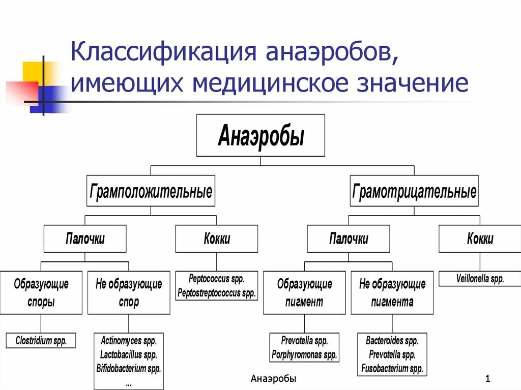 Аэробные бактерии классификация. Классификация анаэробных бактерий. Классификация микроорганизмов анаэробных. Схема классификация бактерий микробиология. Примеры аэробных