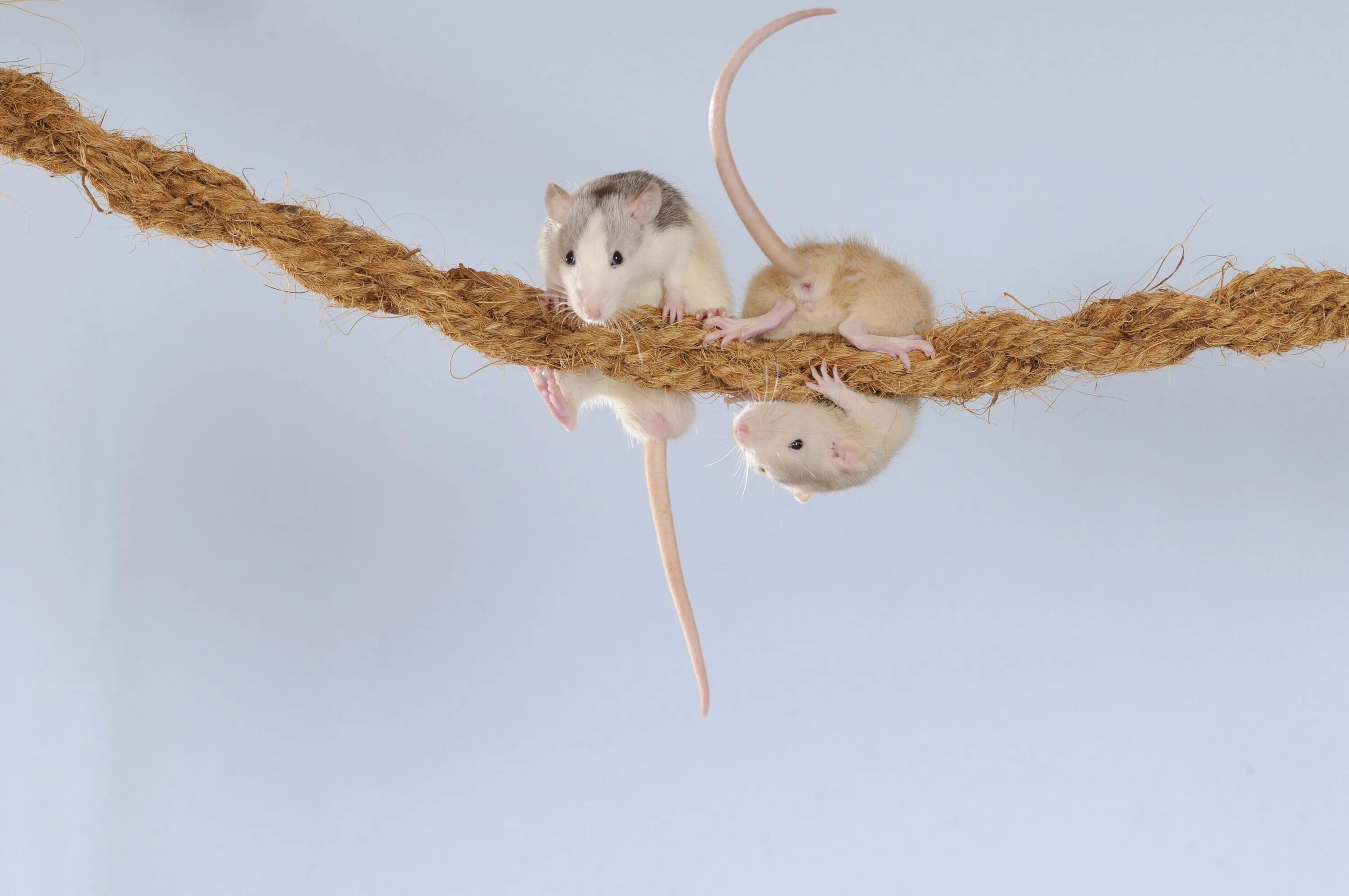 Мышь сеть. Мышь на веревке. Мышь висит на веревке. Крыса на веревке. Мышь висит на хвосте.
