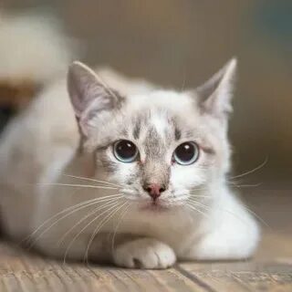 Кот кэп
