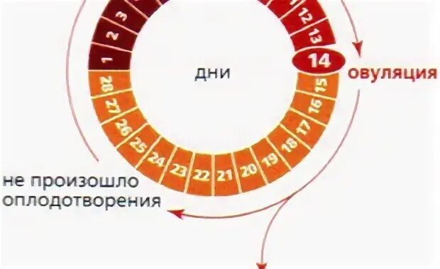 Противозачаточные середина цикла
