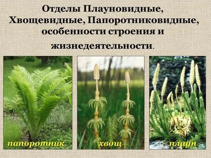 Краткое содержание отделы папоротниковидные плауновидные хвощевидные