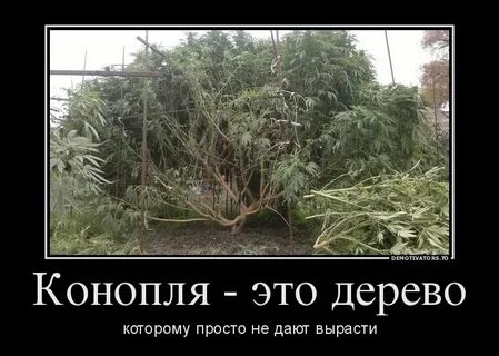 Она не росла