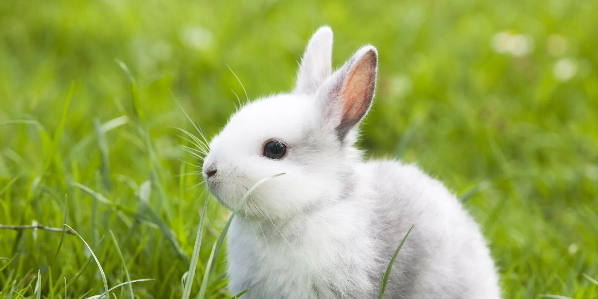 Зайчик пират. 6 bunnies. Зайчик пират. Солнечные зайчики мультсериал. 6 bunnies.