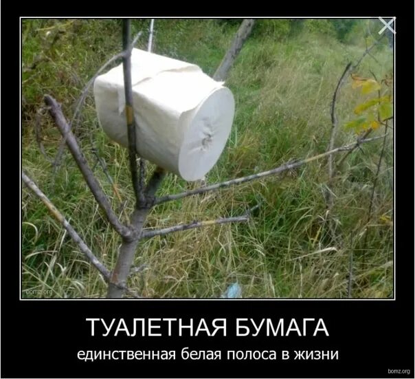 Прикол про бумагу. Печать на туалетной бумаге. Закончилась туалетная бумага. Мемы про туалетную бумагу. Прикол про бумагу.