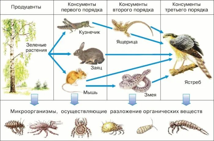 Цепь питания консумент. Паразит консумент. Продуценты консументы и редуценты ястреб. Пищевая цепь консументы. Что такое продуценты в биологии 5 класс