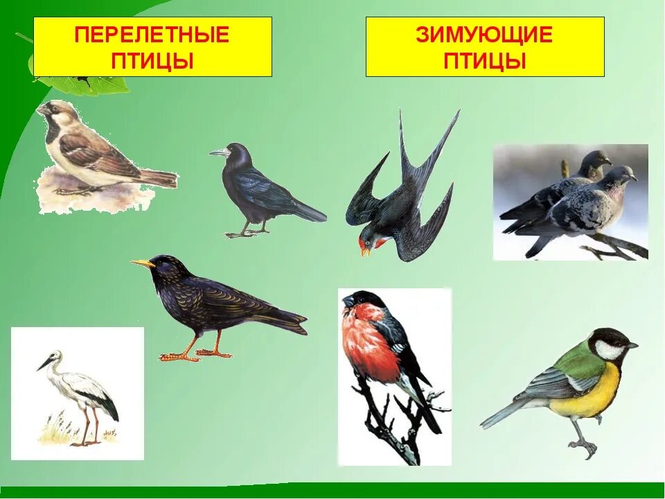 Перелетные птицы для детей дошкольного возраста. Перелетные и зимующие птицы. Перелётные птицы и зимующие птицы. Названия зимующих и перелетных птиц.