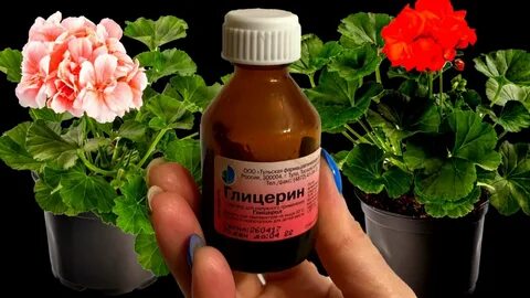 Подкормка пеларгонии