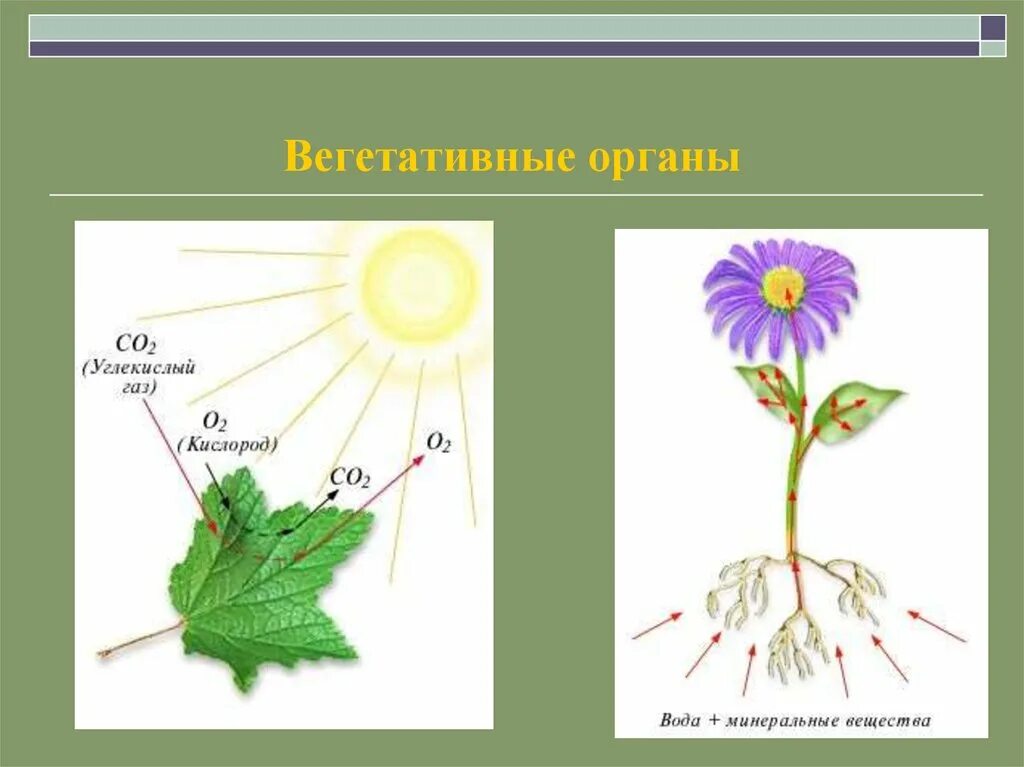 Что из перечисленного относится к вегетативным органам. Вегетативные органы. Вегетативные органы растений. Какие растения вегетативные. Вегетативные и генеративные органы растений.