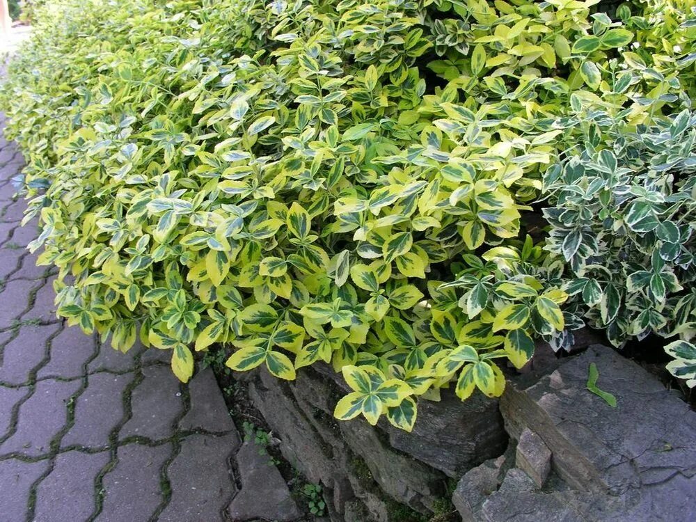 Бересклет форчуна саншайн. Бересклет форчуна саншайн. Бересклет японский в грунте. Фикус бересклет. Бересклет ауреус.