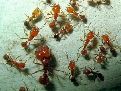 Solenopsis geminata