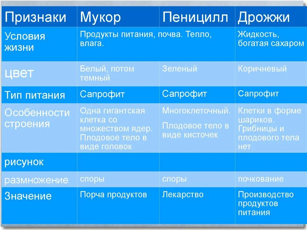 Признаки грибов мукор. Тип питания мукора и пеницилла. Дрожжи Тип питания. Дрожжи грибы Тип питания. Сравнительная характеристика мукора и пеницилла.