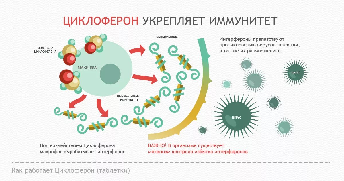 Иммуноглобулины интерфероны. Механизм действия интерферонов схема. Механизм действия циклоферона в таблетках. Интерфероны иммунология. Препараты интерферона механизм действия.