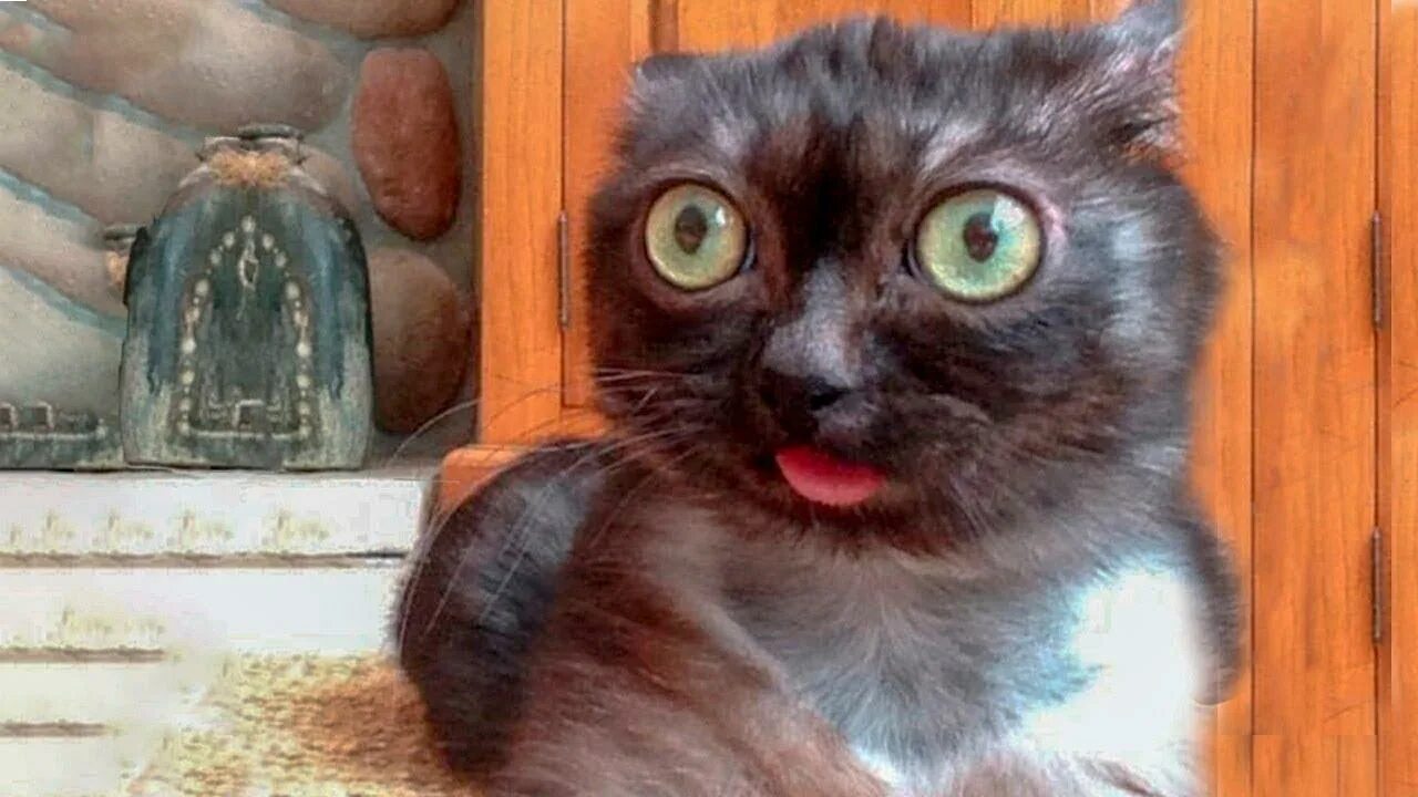 Лысые кошки арт. Котик страшилки. Злая кошка. Котик страшилки. Чеширский кот.